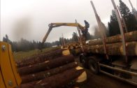 Timber trucks loading