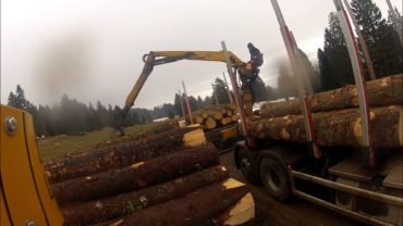 Timber trucks loading